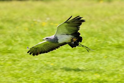 Low angle view of eagle flying over field