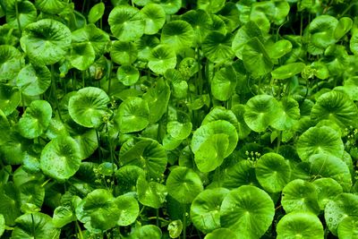 Full frame shot of green leaves