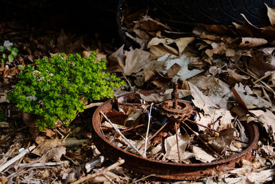 Close-up of plants