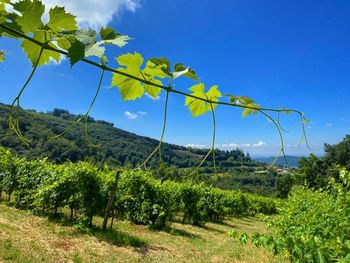 Scenic view of vineyard against sky