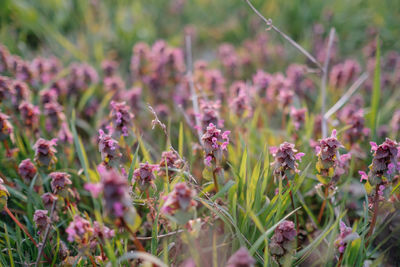 Close-up of pink flowering plants on field