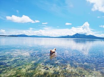 Dog in a lake