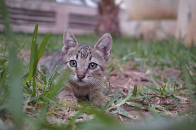 Portrait of tabby cat on field