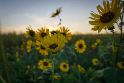 Sunflowers blooming on field