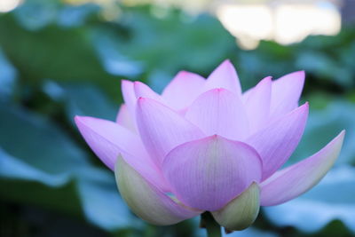 Close-up of pink water lily