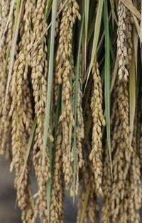 Close-up of ropes on plant