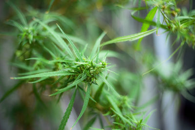 Asian boy with a cigarette marijuana in garden.