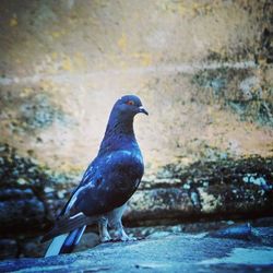 Close-up of bird perching on blue wall