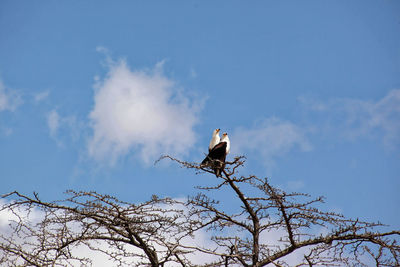 Low angle view of eagle perching on branch