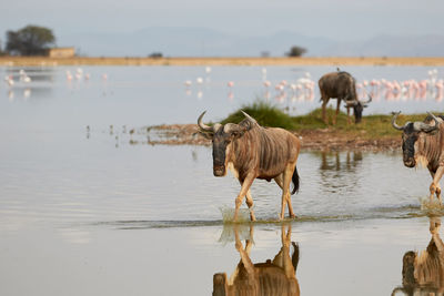 Wildebeest walking through the water at amboseli