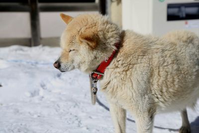 Close-up of white dog in snow