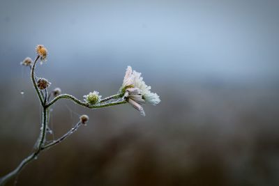 Close-up of white flowering plant