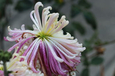 Close-up of wet purple flowering plant