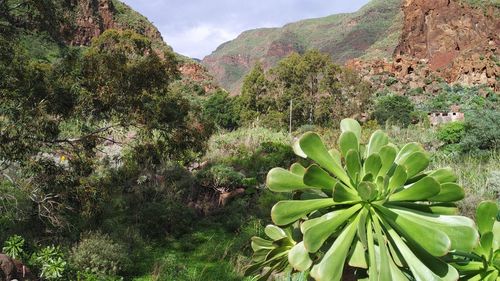 Cactus plants growing on mountain