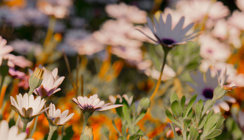 Close-up of pink flowering plants on field