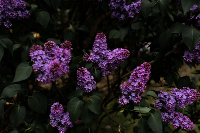 Close-up of purple flowers