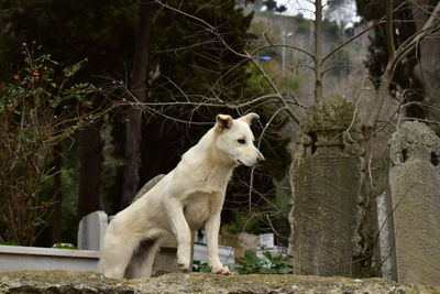 Dog portrait in cemetery