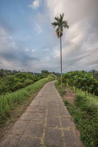 View of the ridge walk of ubud amidst palm tree against sky