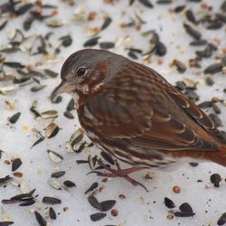 Close-up of bird perching on ground