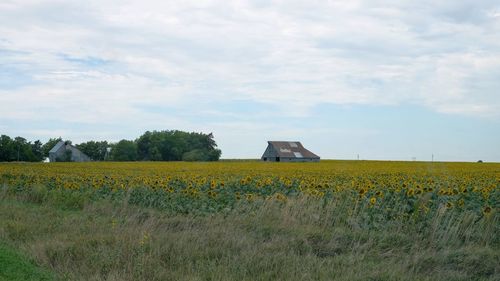 Scenic view of field against sky