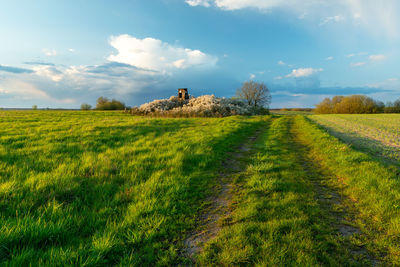 The road through the meadow and the hunting pulpit in flowering bushes