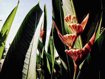 Close-up of cactus flower