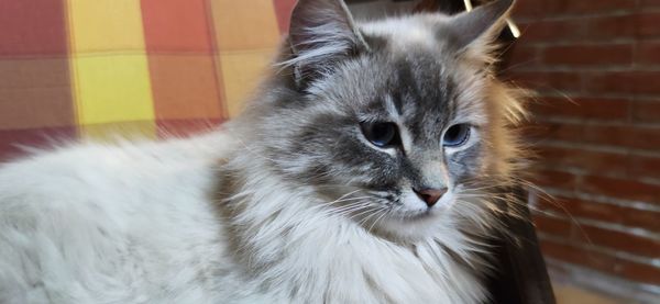 Close-up of a cat looking away