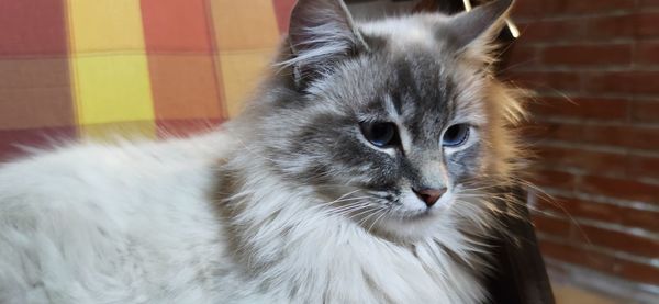 Close-up of a cat resting on the armchair