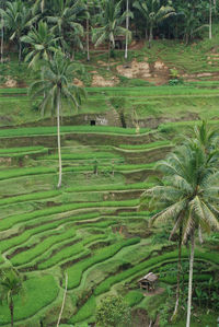 Scenic view of rice field