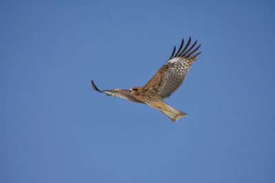 Low angle view of eagle flying against clear blue sky