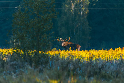 Scenic view of field