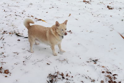 White dog navigating through snowy ground with snow in her eye