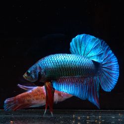 Close-up of fish swimming in sea