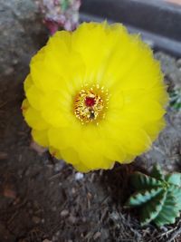 High angle view of yellow flowering plant