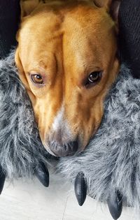 Close-up portrait of dog