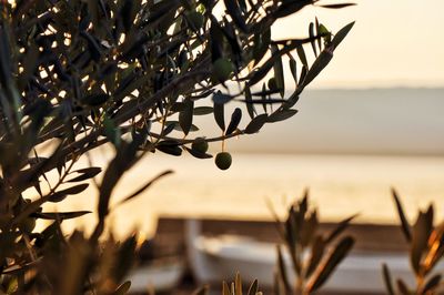 Close-up of plant against sky