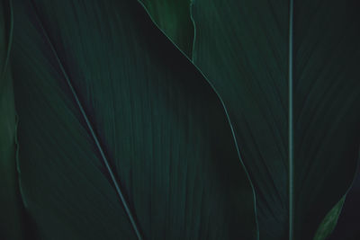 Full frame shot of green leaves