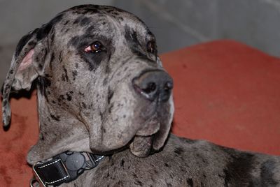Close-up portrait of a dog looking away