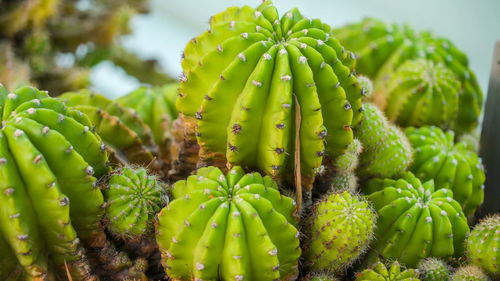 Close-up of succulent plant