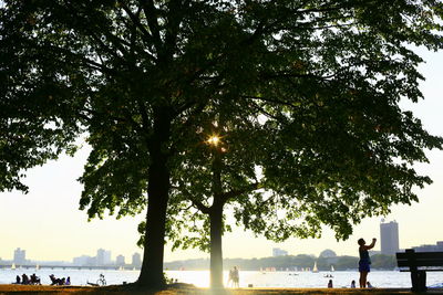 Trees by sea