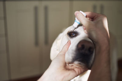 Portrait of hand holding dog