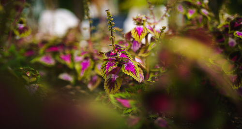 Close-up of purple flowering plant