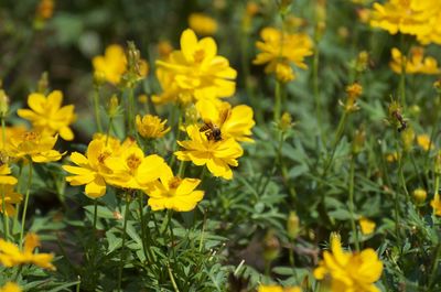 Close-up of yellow flowering plants on field