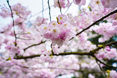 Close-up of pink cherry blossoms in spring