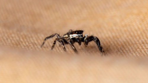 Close-up of spider