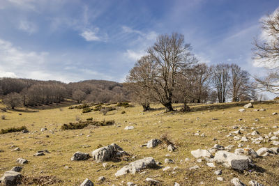 Scenic view of field against sky