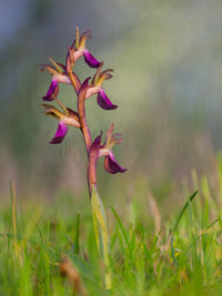 Close-up of pink flowering plant on field