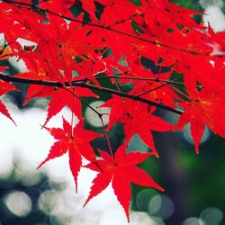 Close-up of red maple leaves