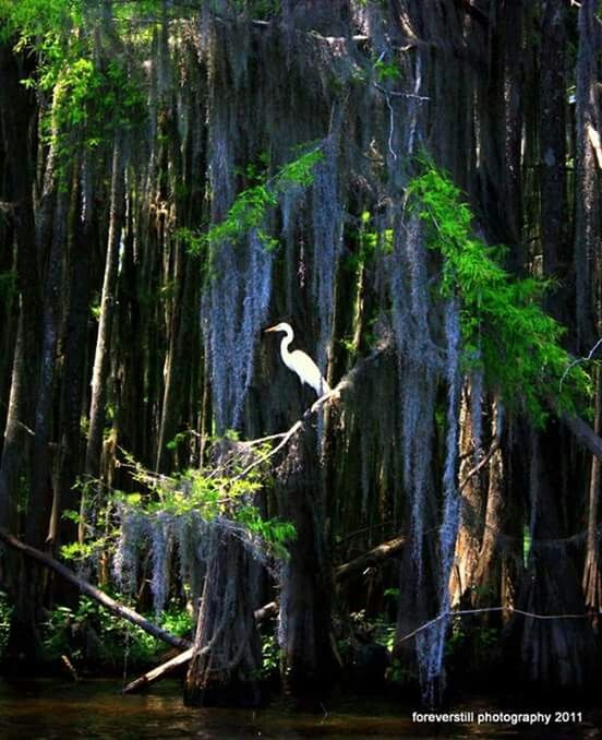 Floating down the cannals of caddo lake