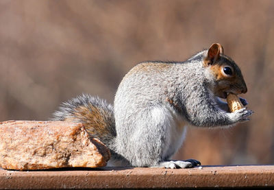 A squirrel nibbles on a peanut